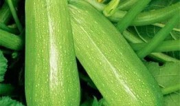 登塘吃瓜,一场夏日里的欢乐盛宴