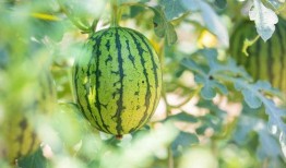 吃瓜超有料最新广西,吃瓜超有料，尽享地方特色佳肴