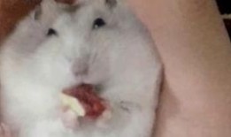 瓜园里吃瓜的老鼠叫什么,聆听吃瓜老鼠的奇妙叫声