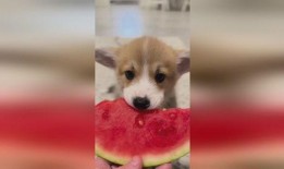 小狗吃生贝贝瓜,小狗的生贝贝瓜美食之旅