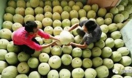 什么季节吃三白瓜,三白瓜的季节性美味