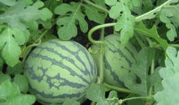 郑燕姿人前吃瓜,揭秘明星私下生活趣事