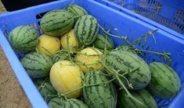 吃瓜群在线吃瓜