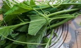 吃瓜叶南瓜苗,绿色健康的新兴蔬菜选择