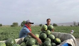 金乡吃瓜啥情况,揭秘当地特色美食背后的故事