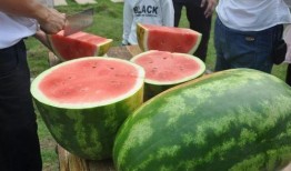 训练赛吃瓜,揭秘训练赛吃瓜背后的精彩瞬间