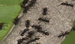 季蚂虫吃瓜白了吃,一场奇妙的味蕾之旅