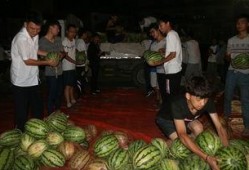 观景区吃瓜大赛,欢乐盛夏，瓜王争霸记