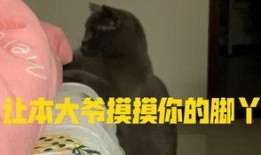 新疆小猫吃瓜,新疆小猫的夏日瓜果盛宴