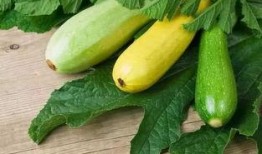 尿酸可以吃蓝瓜,蓝瓜助力健康生活