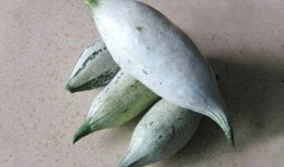 吃老鼠瓜有害,揭秘其潜在危害与食用风险