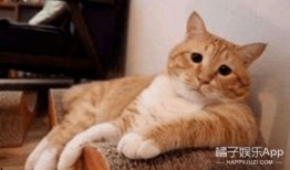 橘猫是吃瓜,揭秘猫咪的趣味生活瞬间