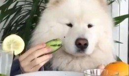 萨摩耶吃瓜被打,宠物行为引发的思考与启示