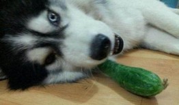 二哈吃瓜视频,萌态十足，网友直呼“太可爱了！”