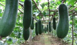 烂冬瓜吃瓜大队,揭秘网络热点的幕后故事