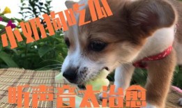 坐着吃瓜的狗狗,狗狗的夏日悠闲时光