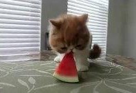 猫吃瓜比赛视频