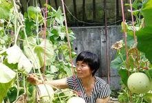 吃瓜即墨,探寻美食背后的故事与风情