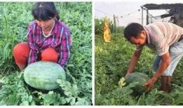 甘肃媳妇挑水吃瓜视频,见证农村生活的真实写照