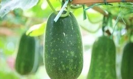 夏天到了有瓜吃,尽享清凉美味