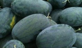 吃瓜看瓜有瓜,吃瓜看瓜，瓜意盎然