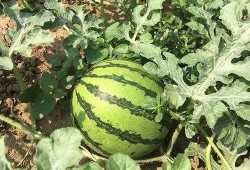 明里吃瓜,揭秘娱乐圈背后的真相