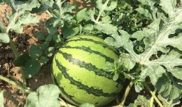 明里吃瓜,揭秘娱乐圈背后的真相