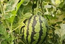 庞瓜可以吃吗,揭秘其食用价值与烹饪技巧