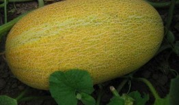 吃大量哈密瓜,畅享夏日甜蜜滋味