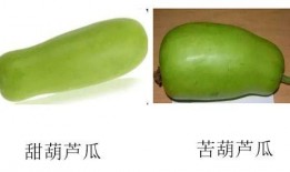 吃葫芦瓜的好处,润肺清热，养生保健的天然良药