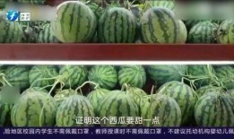 聪明的吃瓜,揭秘“聪明吃瓜”背后的智慧生活法则