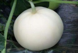 梨瓜减肥可以吃不