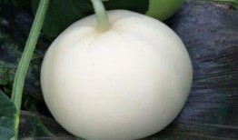 梨瓜减肥可以吃不