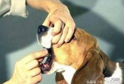 吃瓜吃坏了吐了怎么办,如何应对呕吐困扰