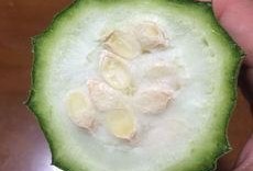 啥瓜都吃,啥瓜都吃的美食之旅