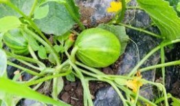 黑河吃瓜,揭秘网络热点的背后故事