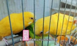 鹦鹉可以吃小瓜,小瓜的诱惑之旅