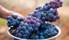 葡萄梨瓜能一起吃吗