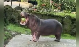 吃瓜河马,趣味横生的动物奇闻