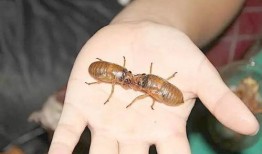 季蚂虫吃瓜白了吃,一场奇妙的味蕾之旅