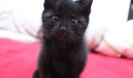 来大姨妈可以吃猫瓜草吗