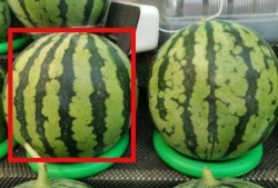 吃瓜过程,一场别开生面的吃瓜之旅