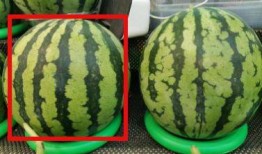 吃瓜过程,一场别开生面的吃瓜之旅