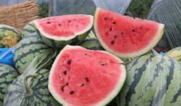 这样吃瓜才解渴,这样吃瓜，清凉一夏