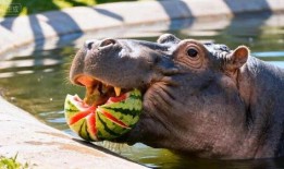 吃瓜河马,趣味横生的动物奇闻