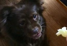 坐着吃瓜的狗狗,狗狗的夏日悠闲时光