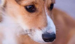 狗可以吃胡子瓜,胡子瓜的奇妙滋味