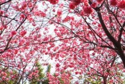 樱花汇吃瓜群
