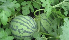 长月吃瓜,揭秘瓜农的辛勤与丰收