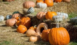 吃瓜一百斤,吃瓜达人如何轻松驾驭一百斤瓜果盛宴